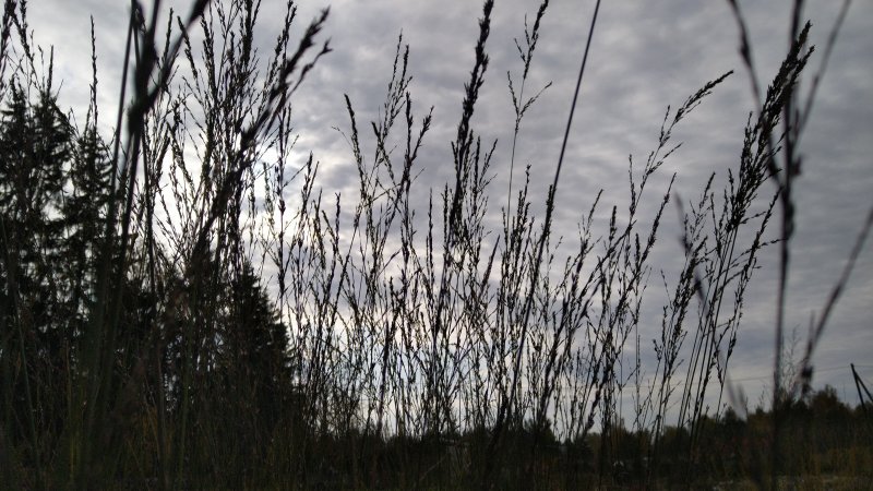 Molinia arundinacea 'Fontäne' Roog-sinihelmikas